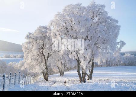 Neige de décembre, brume et gelée de canular sur les bouleaux argentés dans la campagne de la Moray. Morayshire, Écosse Banque D'Images