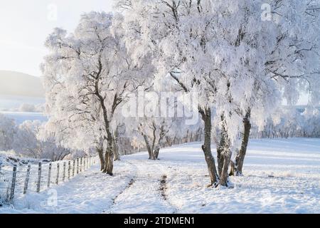 Neige de décembre, brume et gelée de canular sur les bouleaux argentés dans la campagne de la Moray. Morayshire, Écosse Banque D'Images