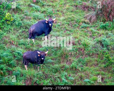 Préserver la majesté, sauvegarder le Gaur : un voyage à travers les merveilles de la faune sauvage de l'Inde incroyable Banque D'Images