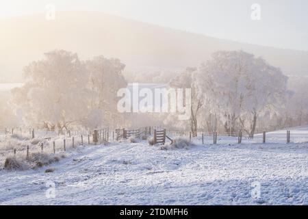 Neige de décembre, brume et gelée de canular sur les bouleaux argentés dans la campagne de la Moray. Morayshire, Écosse Banque D'Images