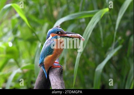 Alcedo atthis,Einheimischer Vogel,Eisenkeil,Eisvogel,Eisvogel mit Beute,Eisvogel mit Fischchen,Eisvögel,Fischjäger,Fliegender Diamant,Kingfisher,Racke Banque D'Images