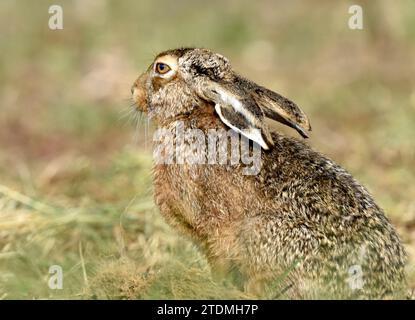 Der Krumme, Feldhase, Feldhasen, Freilebende Tiere, Hase, Hasen, Langohr, Lepus europaeus Pallas, Mümmelmann, Säugetiere, Wild, Wildtier Banque D'Images