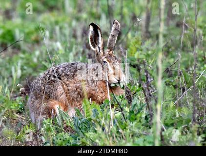 Der Krumme, Feldhase, Feldhasen, Freilebende Tiere, Hase, Hasen, Langohr, Lepus europaeus Pallas, Mümmelmann, Säugetiere, Wild, Wildtier Banque D'Images