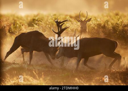 Une bataille épique au lever du soleil entre deux cerfs rouges à Bushy Park, Londres. Le jeune cerf en arrière-plan était très curieux et a continué à regarder dans c Banque D'Images