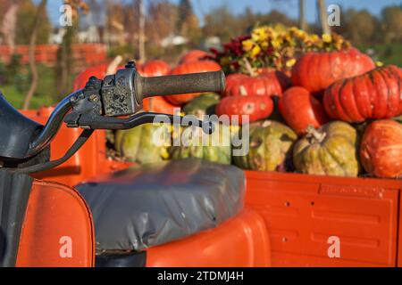 Divers de citrouilles mûres et colorées dans la remorque de moto récoltées à partir de patch de citrouille. Gros plan de moto rouge vif avec des citrouilles à la journée ensoleillée d'automne. Concept de campagne, récolte. Banque D'Images