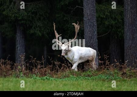 Brunftzeit Damwild,Cerviden,Dama Dama,Damhirsch,Damhirsche,Damwild,Damwild-Schaufler zur Brunftzeit im herbstlichen Wald,Echte Hirsche,Geweihträger,He Banque D'Images