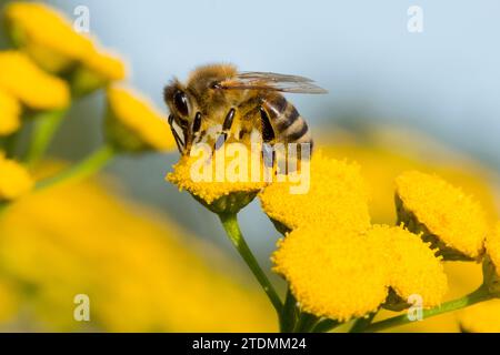 Westliche Honigbiene, Apis mellifera, WestlicheHonigbiene, Apismellifera, Honig, sammlen, emsig, Insekt, Sommer, Insektensterben, Natur, Rainfarn, intakteNatur Banque D'Images