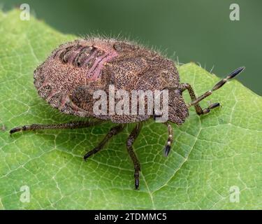 Nymphe de Shieldbug poilue (Dolycoris baccarum) au repos sur la feuille de la plante. Tipperary, Irlande Banque D'Images