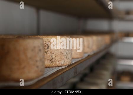 Production de fromage artisanal. Dans le processus de durcissement. Banque D'Images