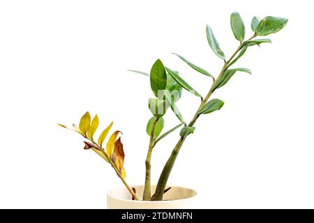 Plante ZZ malsaine avec des feuilles jaunes et une tige molle isolée sur fond blanc Banque D'Images