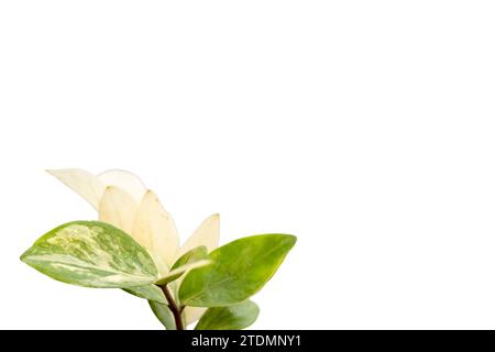 Plante variégée zamioculcas zamiifolia sur fond blanc isolé avec espace copie Banque D'Images