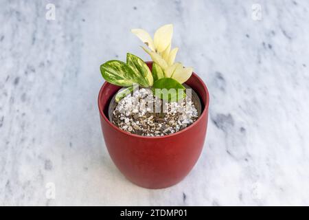 Plante Vareigated zamioculcas zamiifolia dans un pot en céramique rouge Banque D'Images