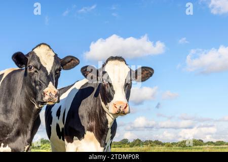 Deux têtes de vaches côte à côte, portrait tendre de deux vaches amoureusement ensemble, avec des yeux rêveurs, noir et blanc avec fond de ciel bleu nuageux Banque D'Images