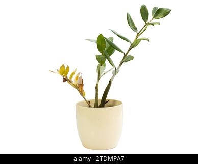 Plante ZZ avec des feuilles jaunissantes et tige ridée isolée sur fond blanc Banque D'Images