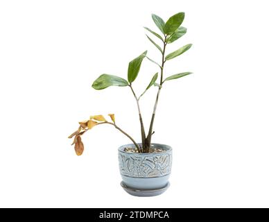 Caméléon Zamioculcas zamiifolia plante avec des feuilles jaunes et séchées isolées sur fond blanc Banque D'Images