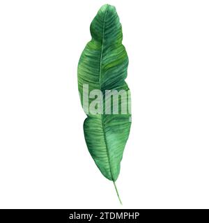 Feuille verte de bananier feuille de palmier plantain tropical illustration aquarelle isolée sur blanc pour paquet d'étiquettes clip art Banque D'Images