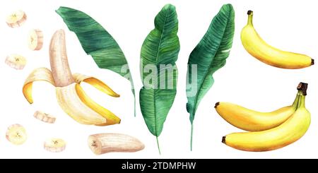 Un ensemble de feuilles de bananier et de banane fruitière. Illustration aquarelle isolée sur blanc. Pour emballage d'étiquettes clip art Banque D'Images