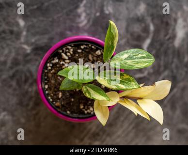 Vue d'angle de dessus de la plante de zz panachée dans un pot en céramique Banque D'Images