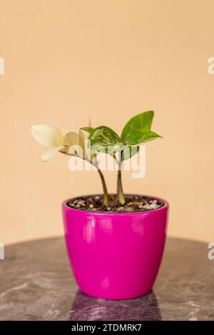 Plante albo panachée ZZ en pot rose Banque D'Images