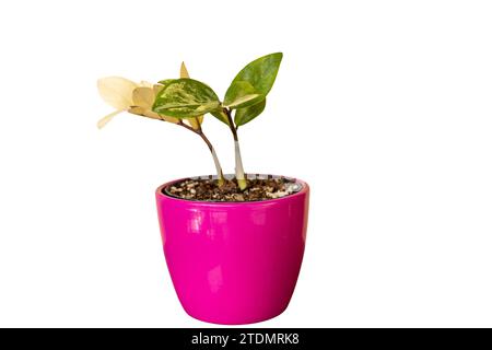 Plante ZZ panachée dans un pot en céramique rose isolé sur fond blanc Banque D'Images