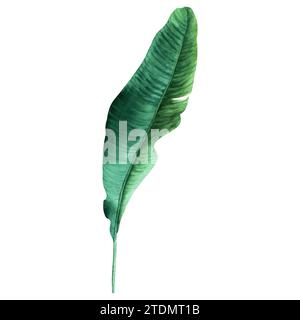 Une feuille verte de bananier. Feuille de palmier plantain tropical. Illustration aquarelle isolée sur blanc. Pour emballage d'étiquettes Banque D'Images