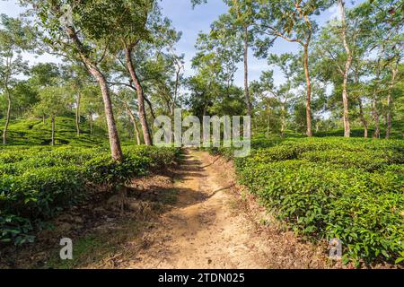 Vue panoramique du paysage matinal du sentier lumineux dans le jardin de thé vallonné, Sylhet, Bangladesh Banque D'Images