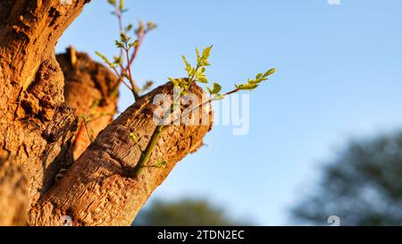 Jeunes feuilles émergeant de la vieille souche d'arbre, germent dans l'arbre. De petites plantes ou de nouvelles pousses émergent de vieilles souches qui ont été coupées. Banque D'Images