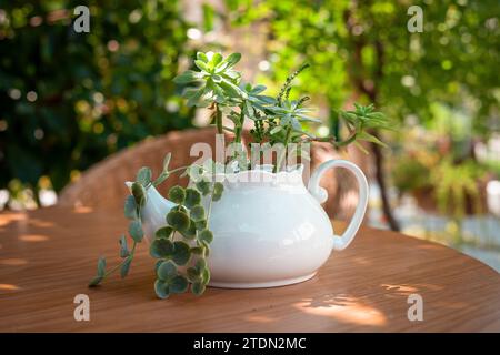 diverses plantes vertes dans une théière en porcelaine sur une vieille table Banque D'Images