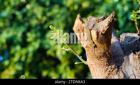 Jeunes feuilles émergeant de la vieille souche d'arbre, germent dans l'arbre. De petites plantes ou de nouvelles pousses émergent de vieilles souches qui ont été coupées. Banque D'Images