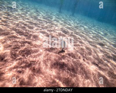 Le récif de Sargos ou la dorade blanche, connu sous le nom de Diplodus Sargus, pêchent sous l'eau du récif corallien. Vie sous-marine de récif avec coraux et poissons tropicaux Banque D'Images