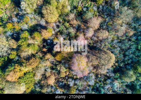 vue aérienne zénithale avec drone d'une forêt mixte de feuillus en automne. Banque D'Images