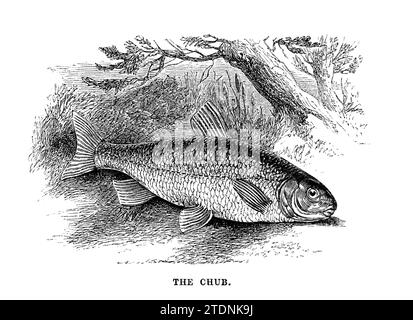 Le Chub (Leuciscus cephalus) tiré du livre la vallée de la Severn : une série de croquis, descriptifs et picturaux, du cours de la Severn : contenant des notices de ses caractéristiques topographiques, industrielles et géologiques; avec un regard sur ses associations historiques et légendaires par Randall, John, 1810-1910 Date de publication 1862 Éditeur J. S. Virtue Banque D'Images