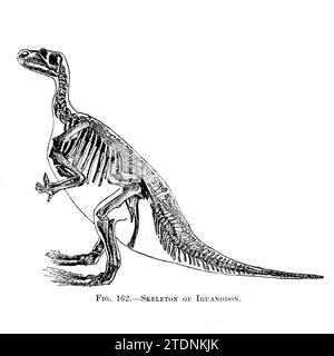 Squelette d'Iguanodon tiré du livre ' l'histoire de notre planète ' de Thomas George Bonney, 1833-1923 publié en 1902 par Cassell and Company dinosaure bipède herbivore massif avec une longue queue lourde ; commun en Europe et en Afrique du Nord ; période du Crétacé précoce Banque D'Images