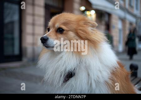 Un adorable chien de Poméranie est assis sur un banc devant un magasin attendant le maître Banque D'Images