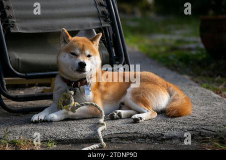 Le shiba inu (柴犬, shiba inu?) est une petite race agile de chien originaire du Japon, qui a été à l'origine élevé et développé comme chien de chasse. Banque D'Images