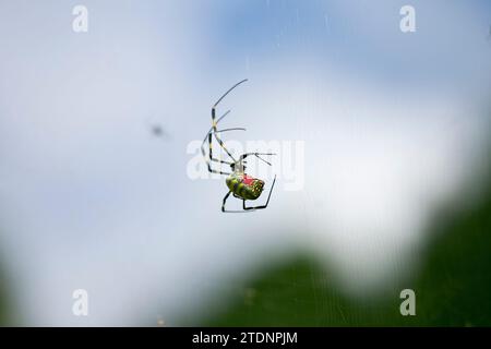 Trichonephila clavata, également connue sous le nom d'araignée Joro au Japon. Banque D'Images