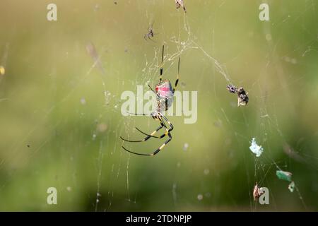 Trichonephila clavata, également connue sous le nom d'araignée Joro au Japon. Banque D'Images