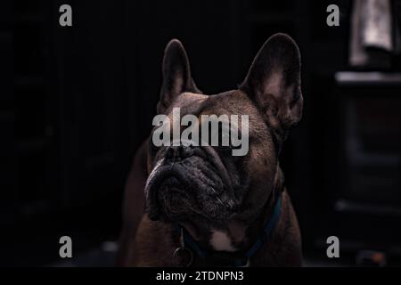 Bouledogue Français Banque D'Images