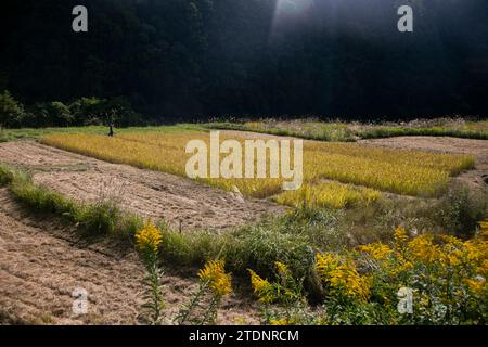 Rizières au milieu des montagnes de la préfecture de Wakayama au Japon. Banque D'Images