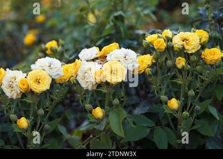 Roseraie, jaune - rosiers blancs poussent dans le jardin, décorant la nature, fond Banque D'Images