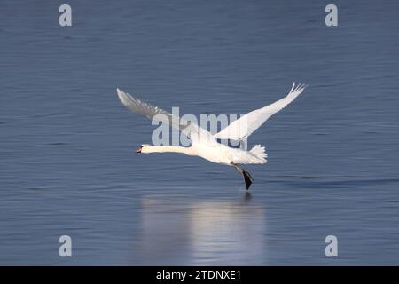 Tutzing, Bayern, Deutschland 19. Décembre 2023 : Ein Wintertag dans Tutzing Landkreis Starnberg. Hier der Blick auf den grossen Deixlfurter Weiher, Deixlfurter See, hier ein Schwan, der über die Oberfläche des Sees startet, Flügelschlag, Fliegen, aufbrechen *** Tutzing, Bavaria, Allemagne 19 décembre 2023 Un jour d'hiver dans le district de Tutzing Starnberg Voici la vue du grand Deixlfurter Weiher, Deixlfurter Voir, ici un cygne décollant au-dessus de la surface du lac, battant ses ailes, volant, partant Banque D'Images