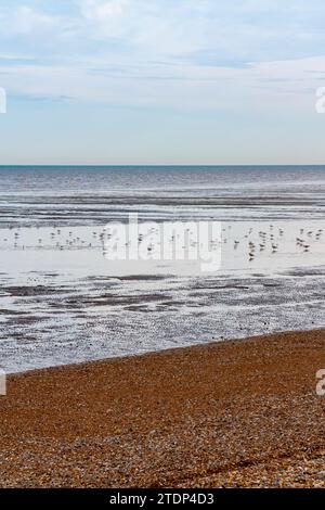 Mouettes de mer se nourrissant sur la plage à marée basse à Littlestone dans le Kent Angleterre Royaume-Uni avec la Manche en arrière-plan et bardeaux au premier plan. Banque D'Images