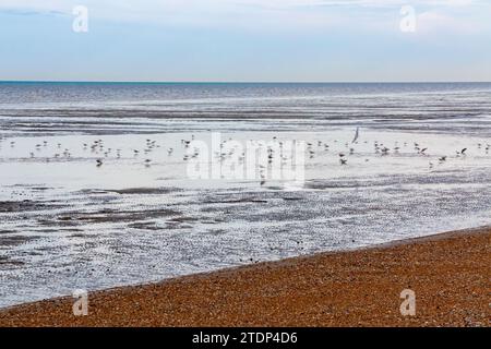 Mouettes de mer se nourrissant sur la plage à marée basse à Littlestone dans le Kent Angleterre Royaume-Uni avec la Manche en arrière-plan et bardeaux au premier plan. Banque D'Images