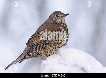 Muguet de brume (Turdus viscivorus) est assis dans la neige sur une branche sur la journée nuageuse et froide d'hiver Banque D'Images