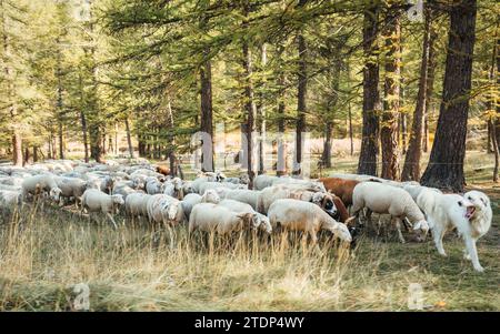 Un chien est chef de troupeau menant le troupeau de moutons à paître sur la prairie dans la forêt d'automne Banque D'Images