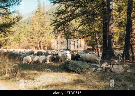 Un chien est chef de troupeau menant le troupeau de moutons à paître sur la prairie dans la forêt d'automne Banque D'Images