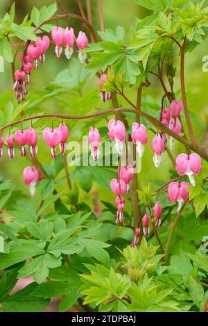 Lamprocapnos spectabilis, cœur saignant, cœur saignant asiatique, fleurs en forme de cœur, rose-violet ou blanc Banque D'Images