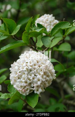 Viburnum × carlcephalum, boule de neige parfumée, fleurs en forme de trompette tubulaire en forme de dôme, en corymbales terminales Banque D'Images