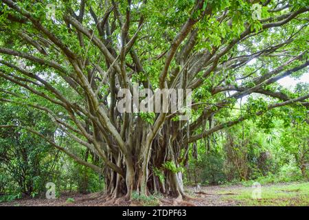Ficus chirindensis figuier au Zimbabwe. Crédit : Vuk Valcic/Alamy Banque D'Images