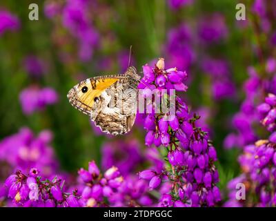 Grayling Butteffly se nourrissant de Bell Heather Banque D'Images